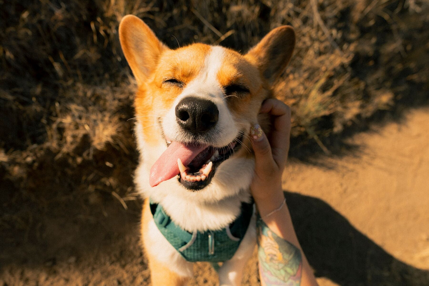 Ruffwear - Front Range Flex Harness