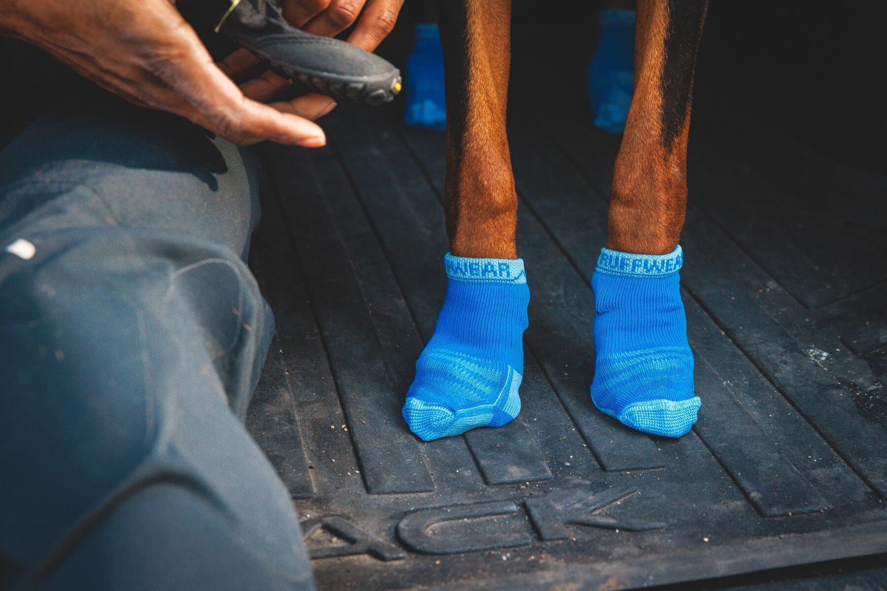 The Ruffwear Bark'n Boot socks being worn by a black and tan dog. The owner is holding a dog shoe.
