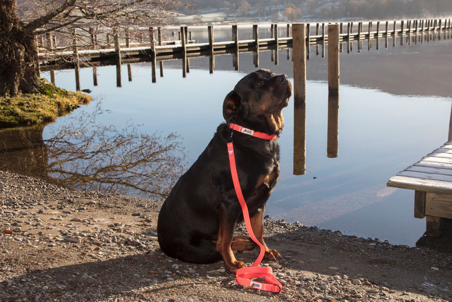 MDOG - Lakeland Waterproof Collar *CRAZY PRICE CRASH TO CLEAR*