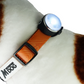 MDOG  - Aurora Rechargeable Glow Light *FINAL STOCK PRICE DROP - NEARLY GONE*