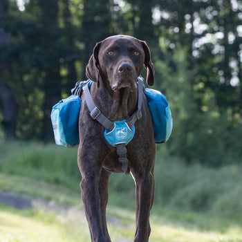 Dog Backpacks
