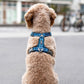 DOG Copenhagen - Comfort Walk Air Harness *Latest Version*