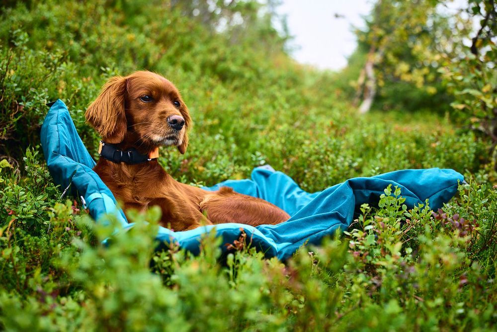 Non-stop - Trekking Bed