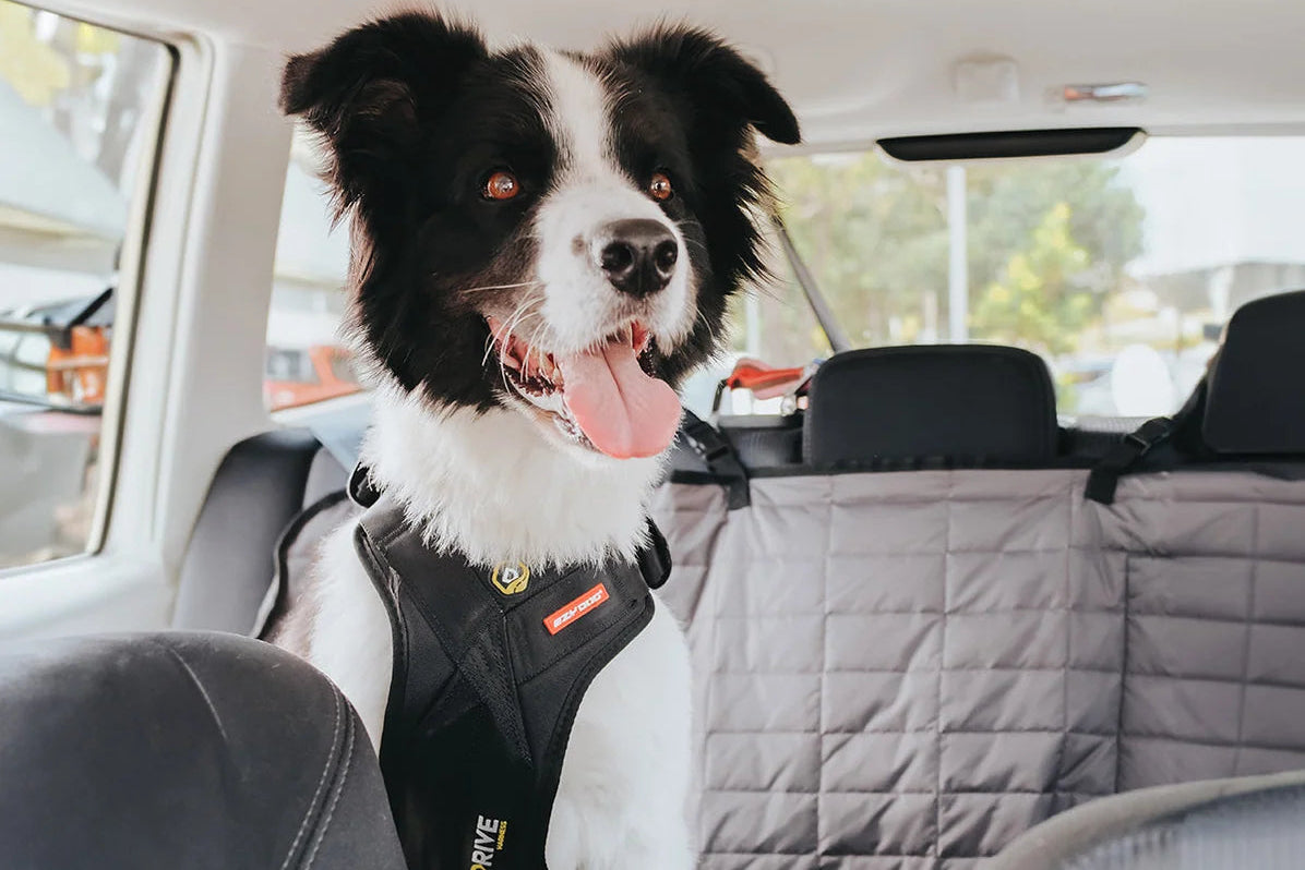 EzyDog - Drive Dog Car Harness