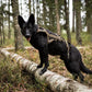 Non-stop - Working Dog Freemotion Harness