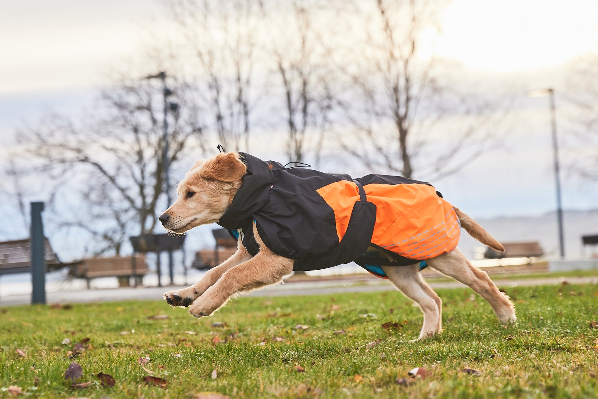 Non stop on sale dog wear