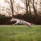 Non-stop - Ramble Harness Long