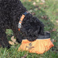 MDOG - Collapsible Large Travel Bowl *WINTER SALE*