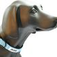 MDOG - Lakeland Waterproof Collar - Winter Sale