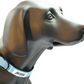 MDOG - Lakeland Waterproof Collar *CRAZY PRICE CRASH TO CLEAR*