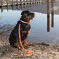 MDOG - Lakeland Waterproof Lead *AMAZING PRICE TO CLEAR*