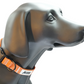 MDOG - Lakeland Waterproof Collar - Winter Sale