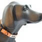 MDOG - Lakeland Waterproof Collar *CRAZY PRICE CRASH TO CLEAR*