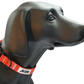 MDOG - Lakeland Waterproof Collar - Winter Sale