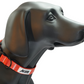 MDOG - Lakeland Waterproof Collar *CRAZY PRICE CRASH TO CLEAR*