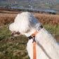 MDOG - Lakeland Waterproof Lead - Winter Sale