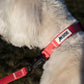MDOG - Lakeland Waterproof Lead - Winter Sale