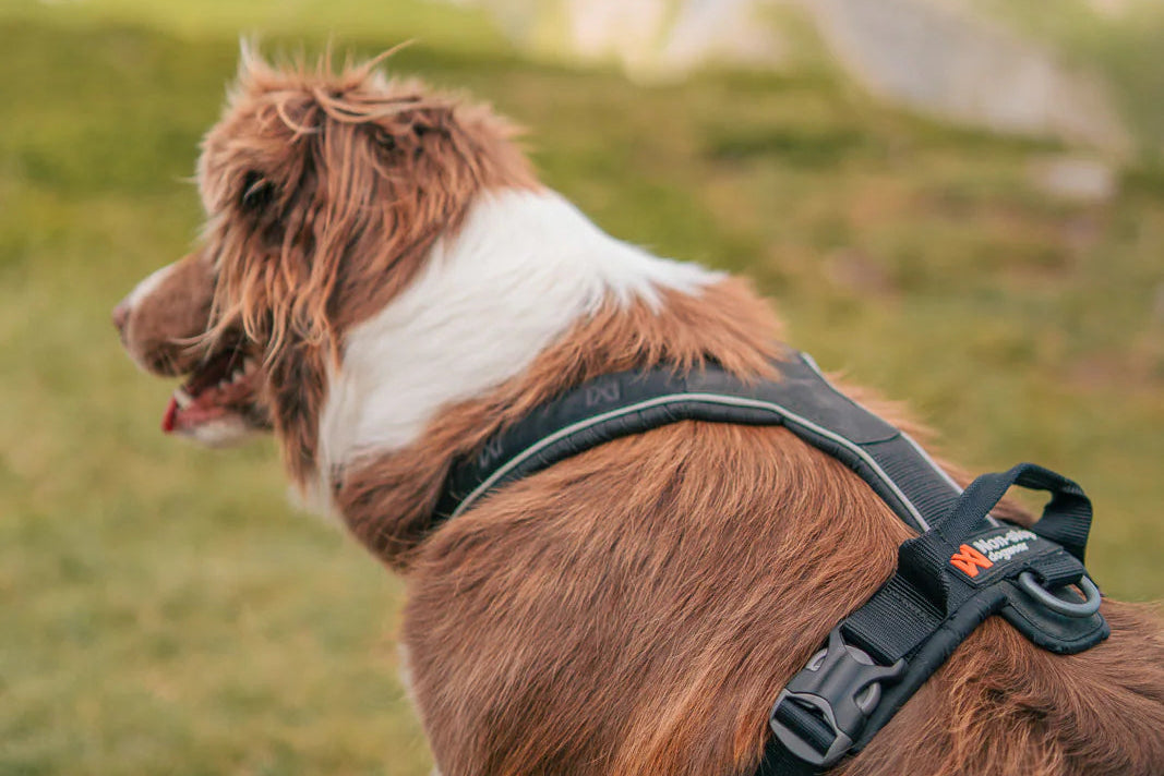 Non-stop - Line Harness with Grip
