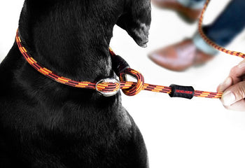 Leads