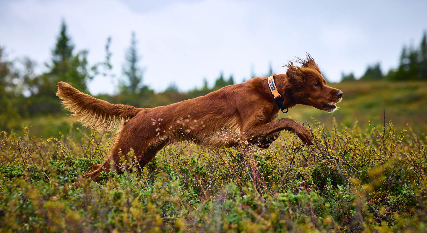 Non-stop - Protector Collar