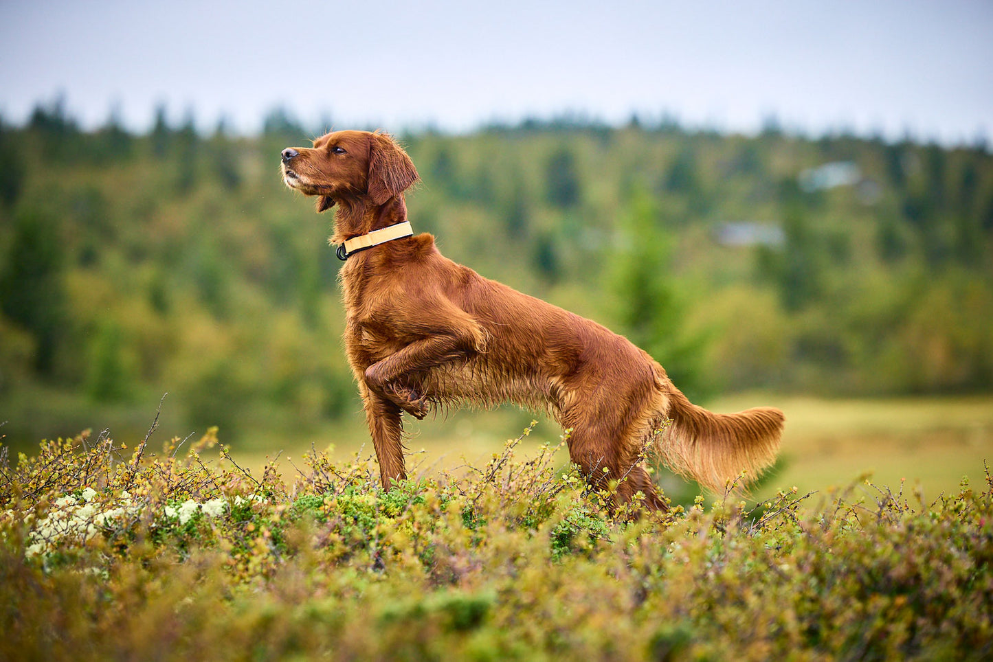 Non-stop - Protector Collar