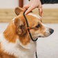 Non-stop - Retriever Leash