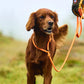Non-stop - Retriever Leash