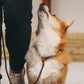 Non-stop - Retriever Leash