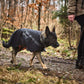 Non-stop - Trekking Dog Raincoat