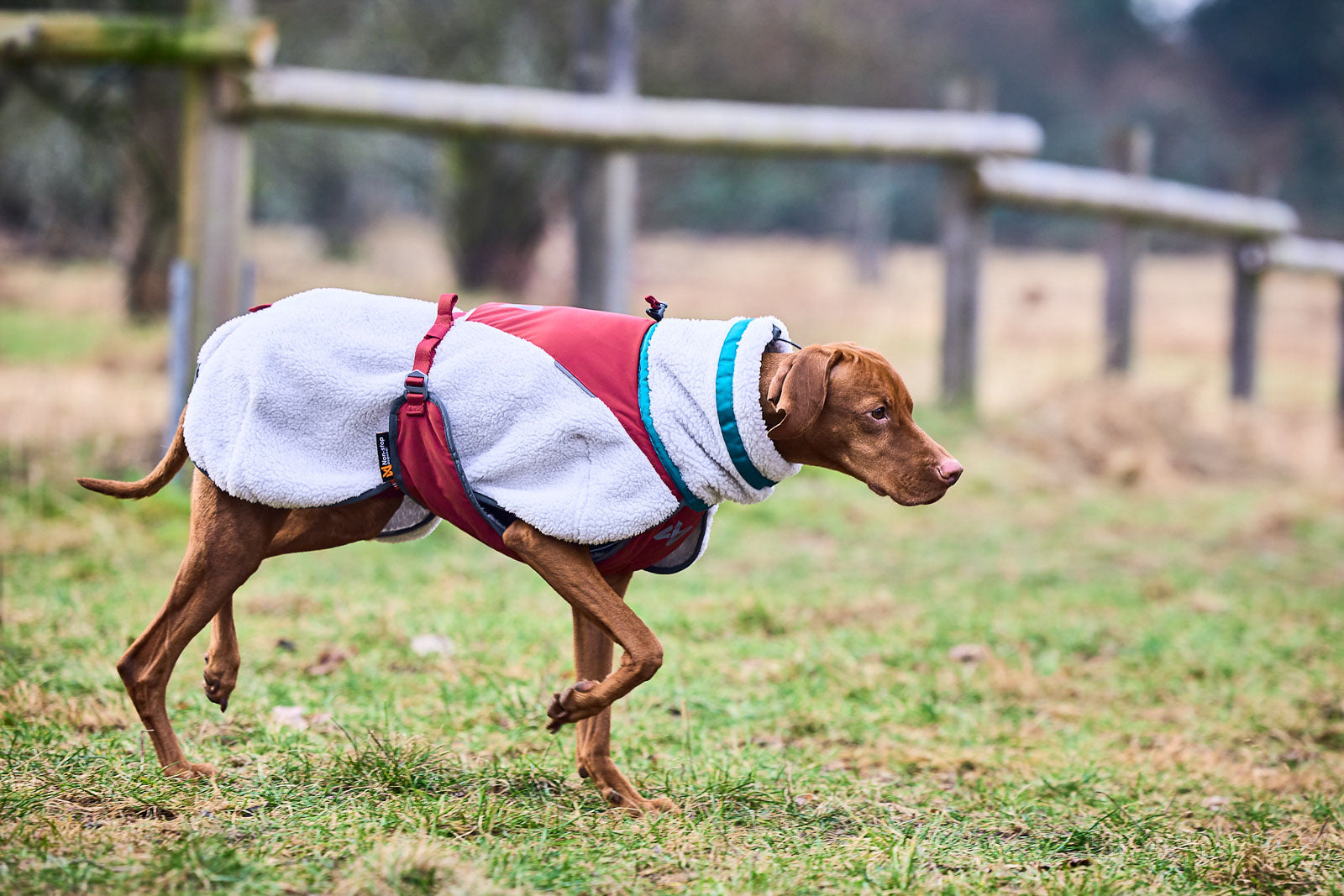 Dog running jacket online