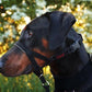 Halti - Anti-Pull Training Head-Collar