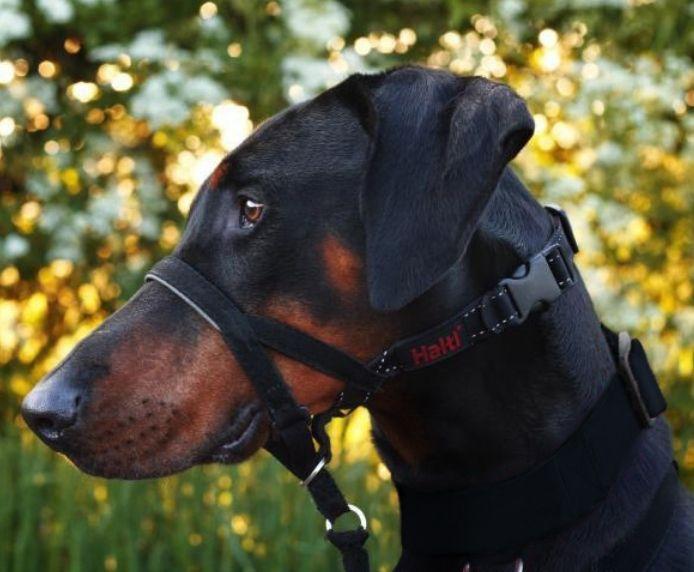 Halti - Anti-Pull Training Head-Collar