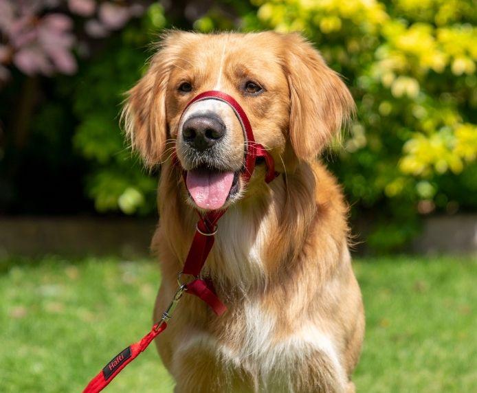 Halti - Anti-Pull Training Head-Collar