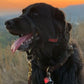 Halti - Anti-Pull Training Head-Collar