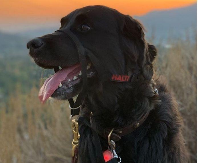 Halti - Anti-Pull Training Head-Collar