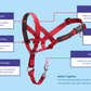 Halti - Anti-Pull Training Head-Collar