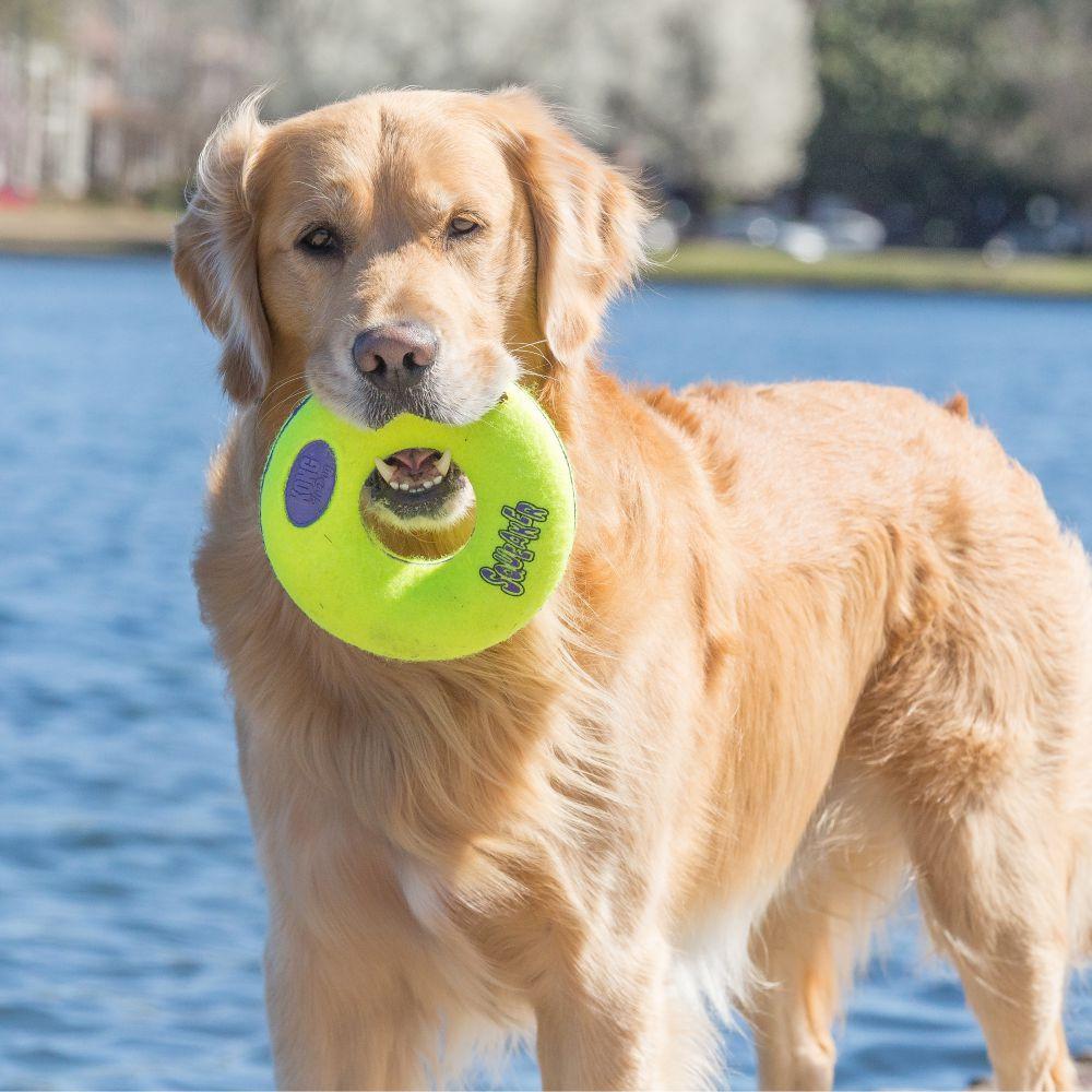Lifestyle image of a dog holding the Air Squeaker Doughnut.