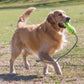 Lifestyle image of the Air Fetch Stick on a rope, being carried by a dog.