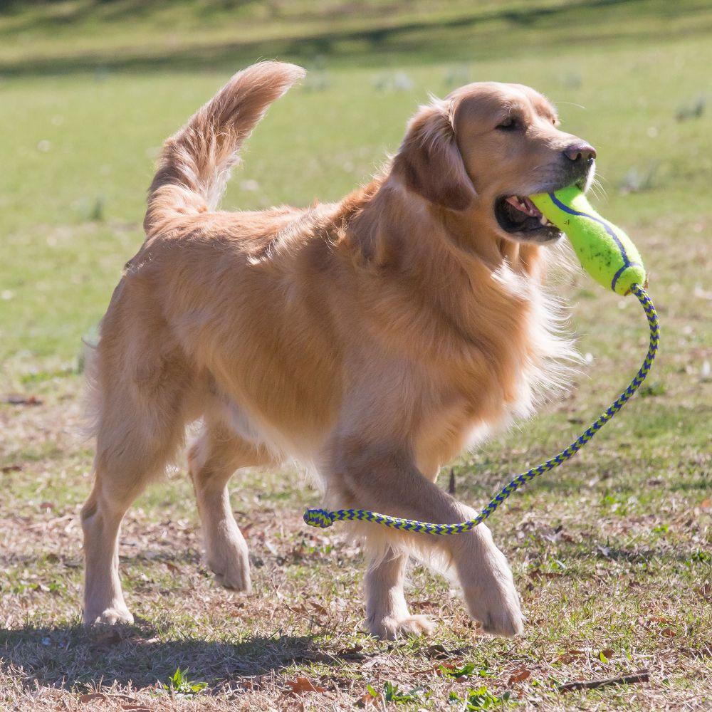 Lifestyle image of the Air Fetch Stick on a rope, being carried by a dog.