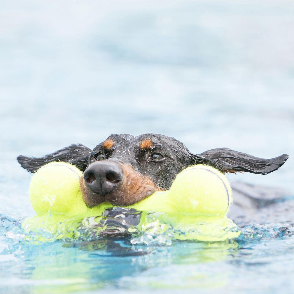 A lifestyle image of a dog carrying the Air Squeaker Bone Dumbbell through water.
