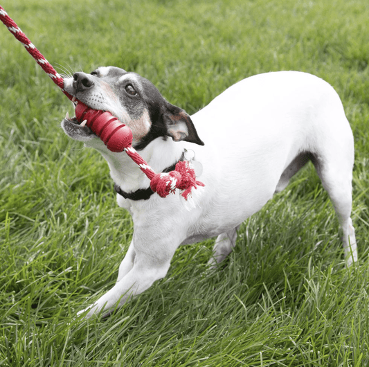 Lifestyle image of the KONG Dental with Rope, dog playing tug-of-war.