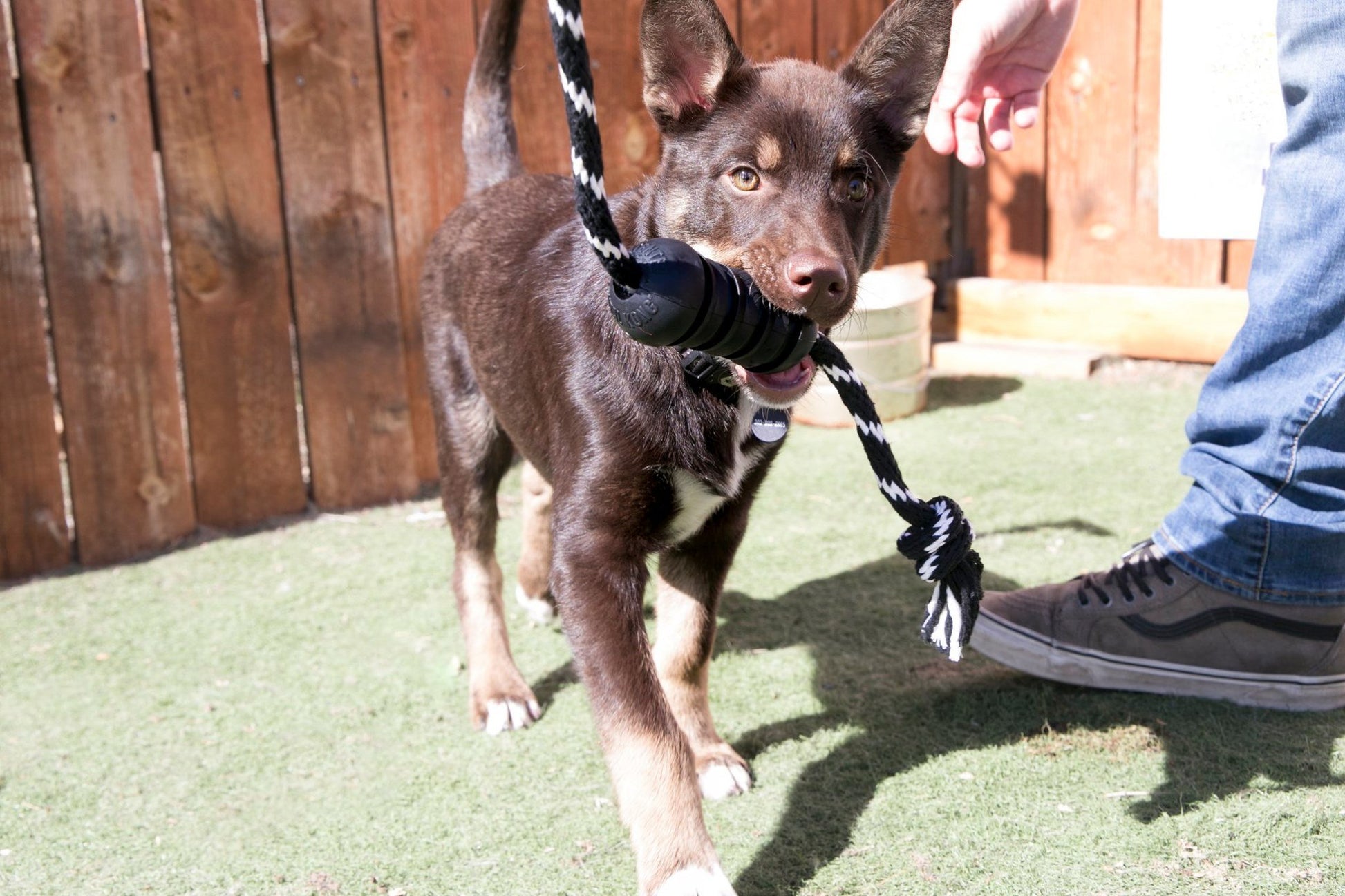 Lifestyle image of a puppy playing with the KONG Extreme Dental with Rope, on a field.