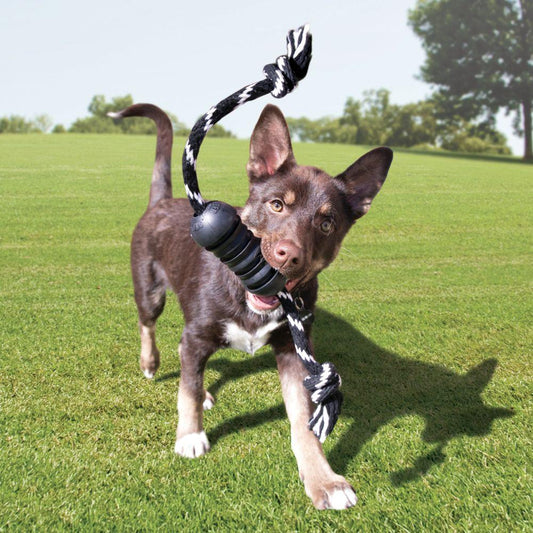 Lifestyle image of a puppy playing with the KONG Extreme Dental with Rope, on a field.