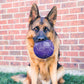 A dog holding the FlexBall toy.