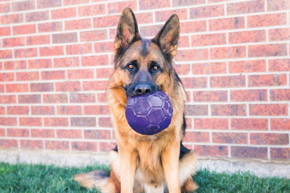 A dog holding the FlexBall toy.