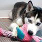 Lifestyle image of a husky playing with the KONG Knots Twists Flamingo.