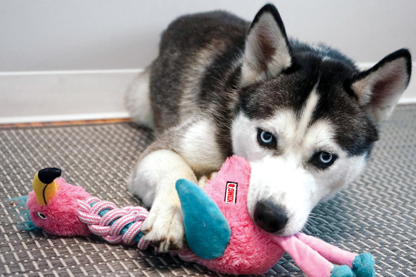 Lifestyle image of a husky playing with the KONG Knots Twists Flamingo.