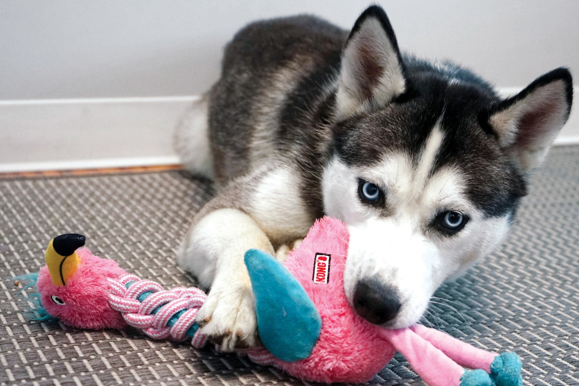 Lifestyle image of a husky playing with the KONG Knots Twists Flamingo.