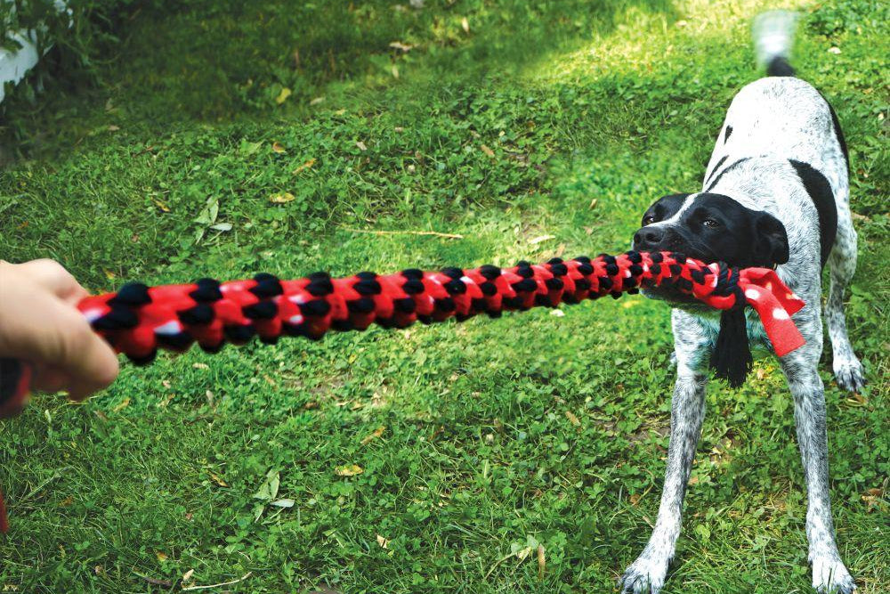 Lifestyle image of the KONG Signature Rope Dual Knot, playing tug-of-war with the toy.