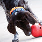 Lifestyle image of a dog playing with a Treat Wobbler.
